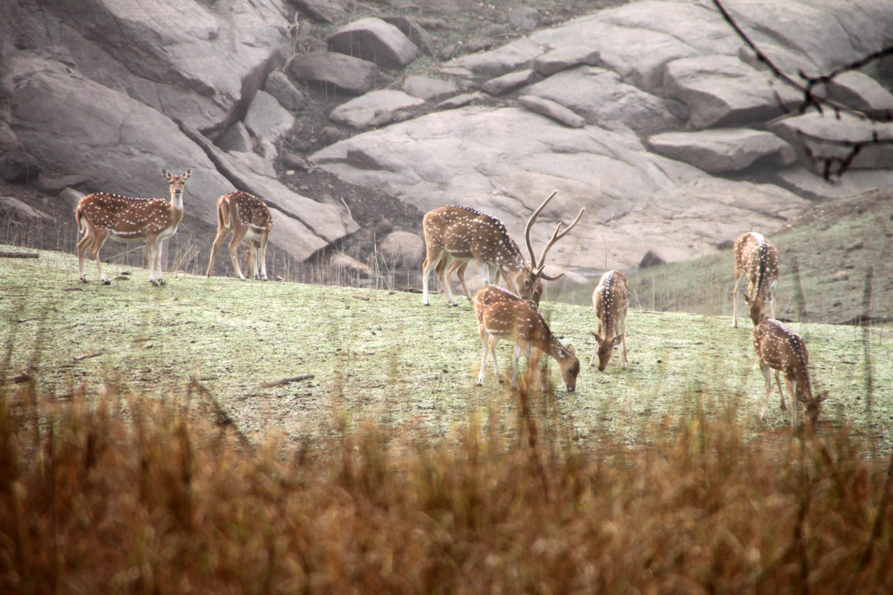 Pench Jungle Camp Otel Khawāsa Dış mekan fotoğraf