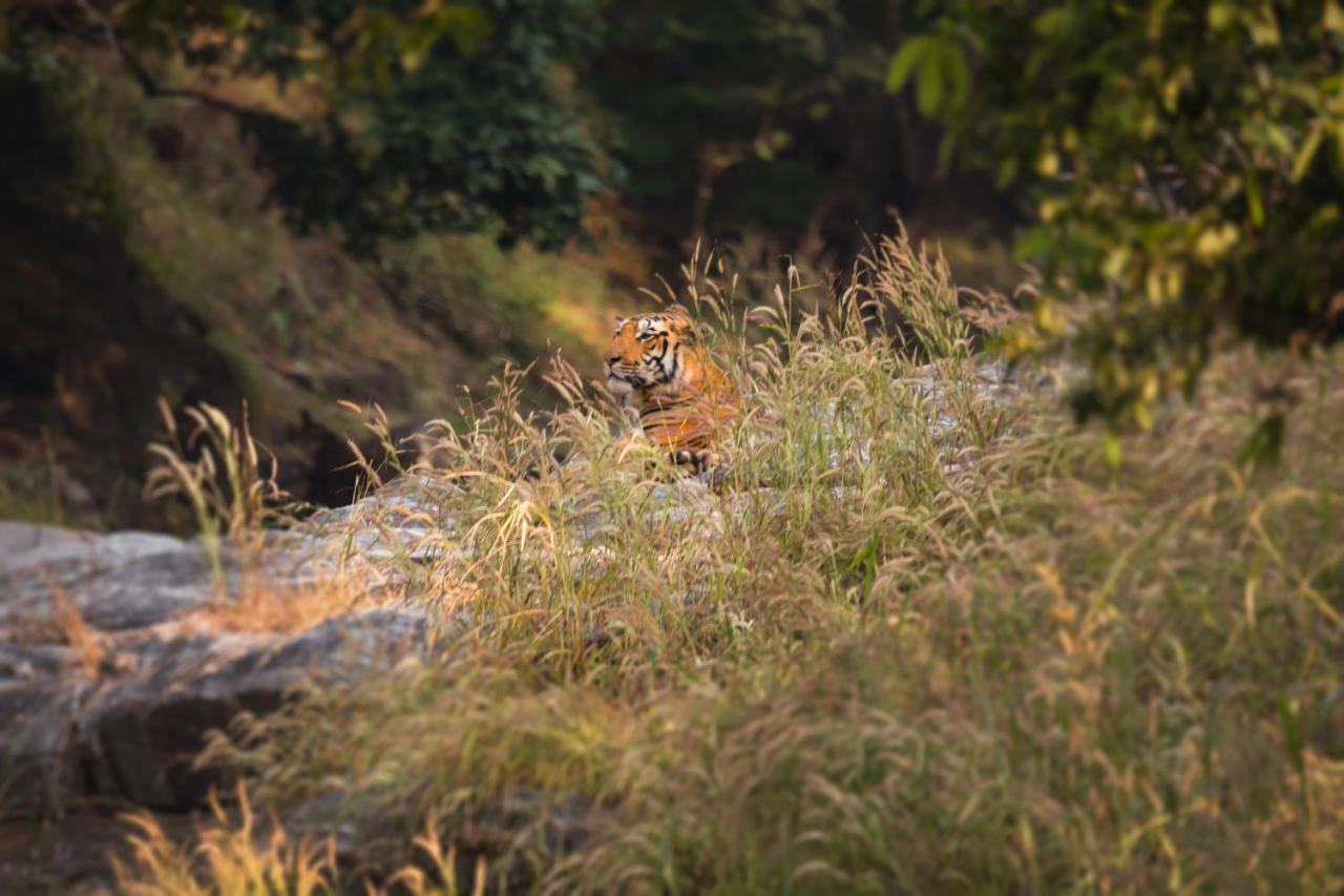 Pench Jungle Camp Otel Khawāsa Dış mekan fotoğraf